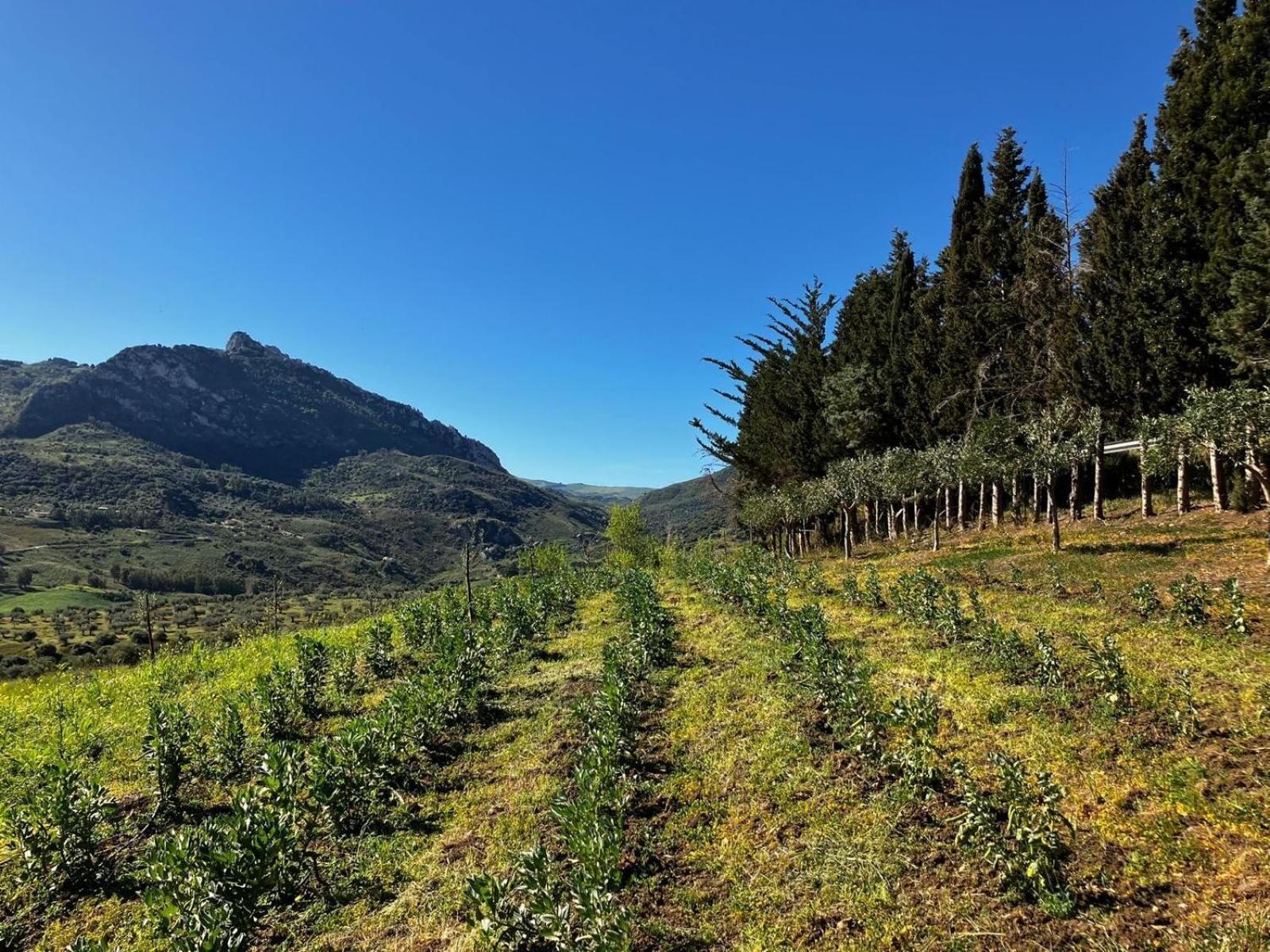 Le Case Di Cardellino - Agrispa Sclafani Dış mekan fotoğraf