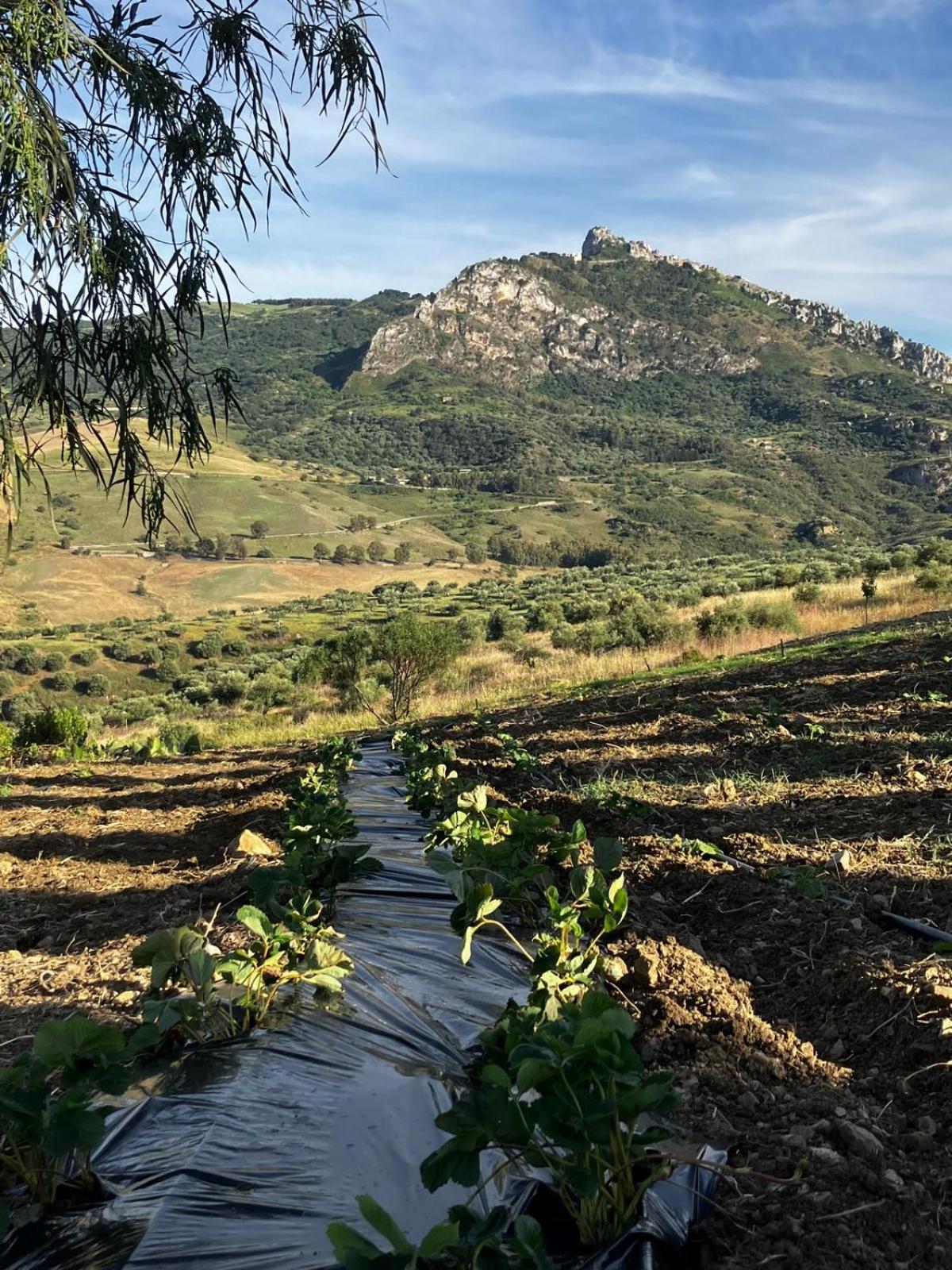 Le Case Di Cardellino - Agrispa Sclafani Dış mekan fotoğraf